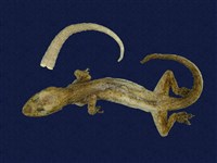 藏品(蝎虎)的圖片